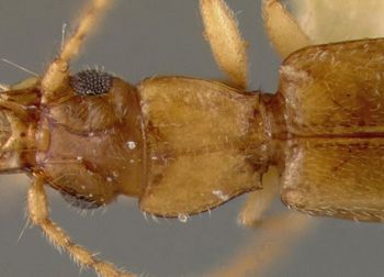Media type: image;   Entomology 22020 Aspect: pronotum dorsal